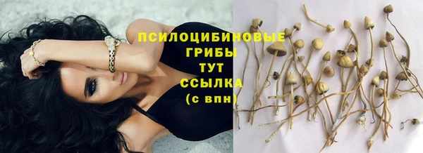 PSILOCYBIN Корсаков