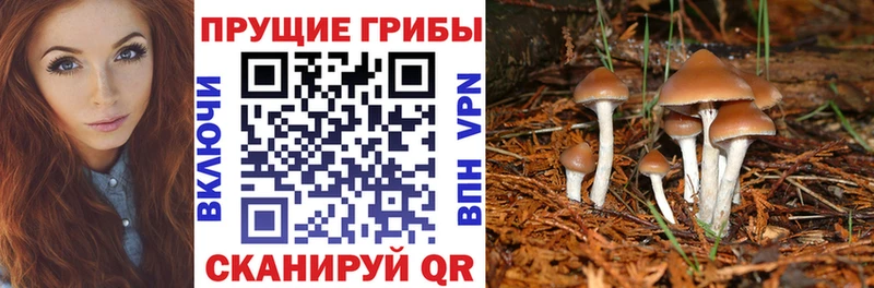 Псилоцибиновые грибы Psilocybe  Малгобек 